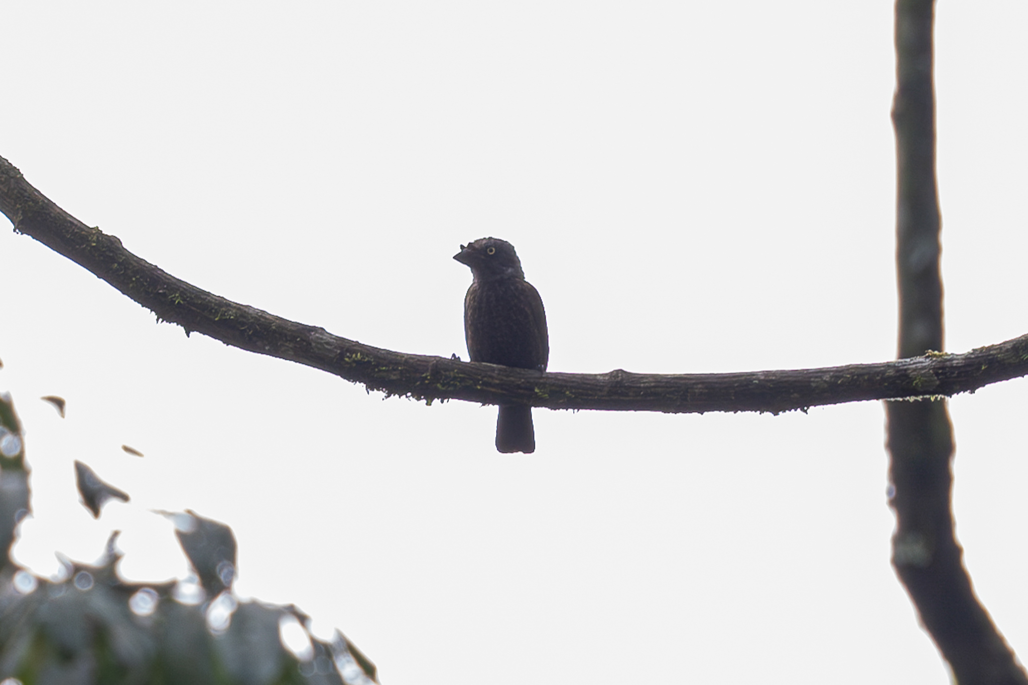 Grey-throated Barbet (Gymnobucco bonapartei), photo 6