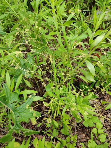 Image of Valerianella eriocarpa by (c) Ljaž, some rights reserved (CC BY)