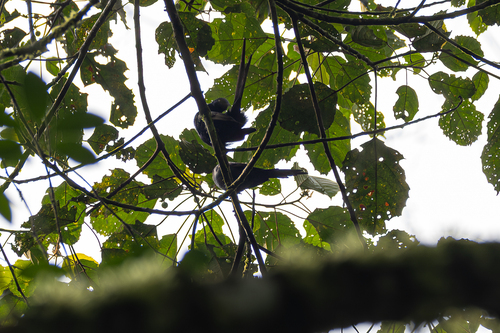 Narrow-tailed Starling (Poeoptera lugubris), photo 4