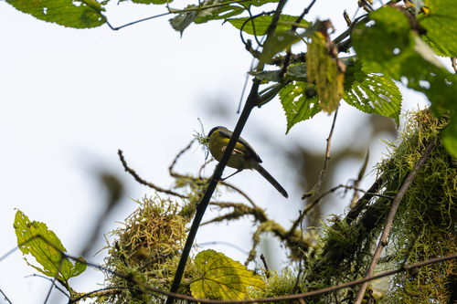 Black-throated Apalis (Apalis jacksoni), photo 4