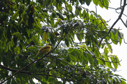 Petit's Cuckooshrike (Campephaga petiti), photo 5