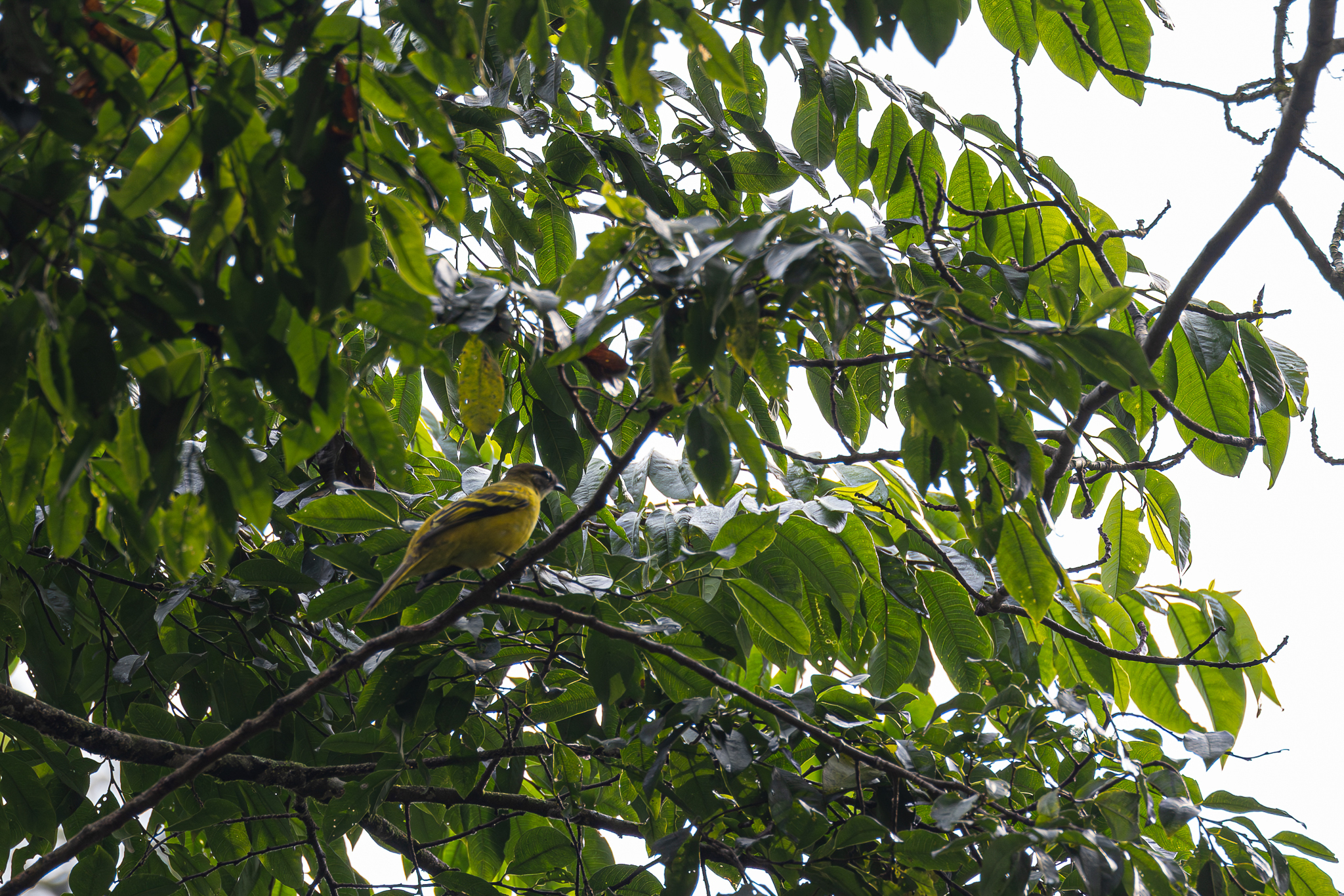 Petit's Cuckooshrike (Campephaga petiti), photo 2