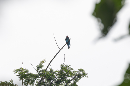 Black Bee-eater (Merops gularis), photo 5