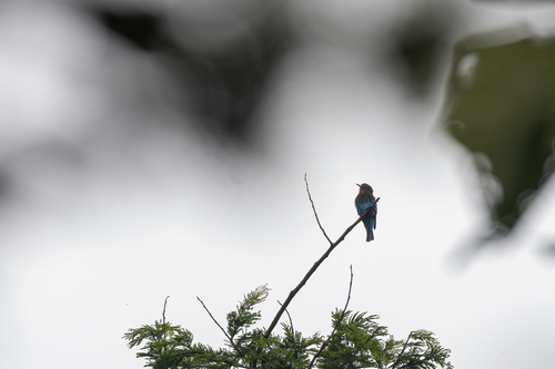 Black Bee-eater (Merops gularis), photo 6