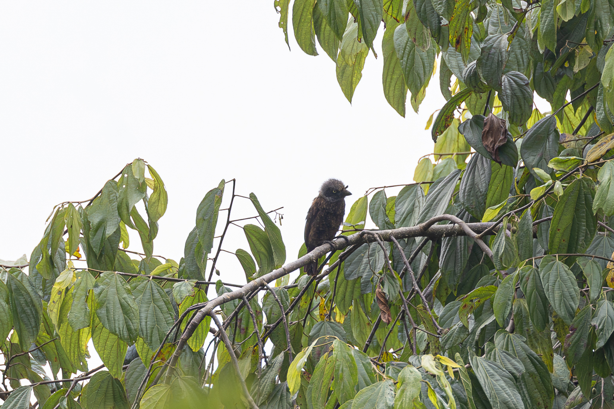 Grey-throated Barbet (Gymnobucco bonapartei), photo 7