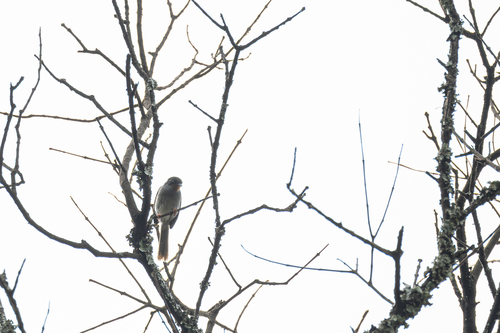 Chestnut-throated Apalis (Apalis porphyrolaema), photo 3