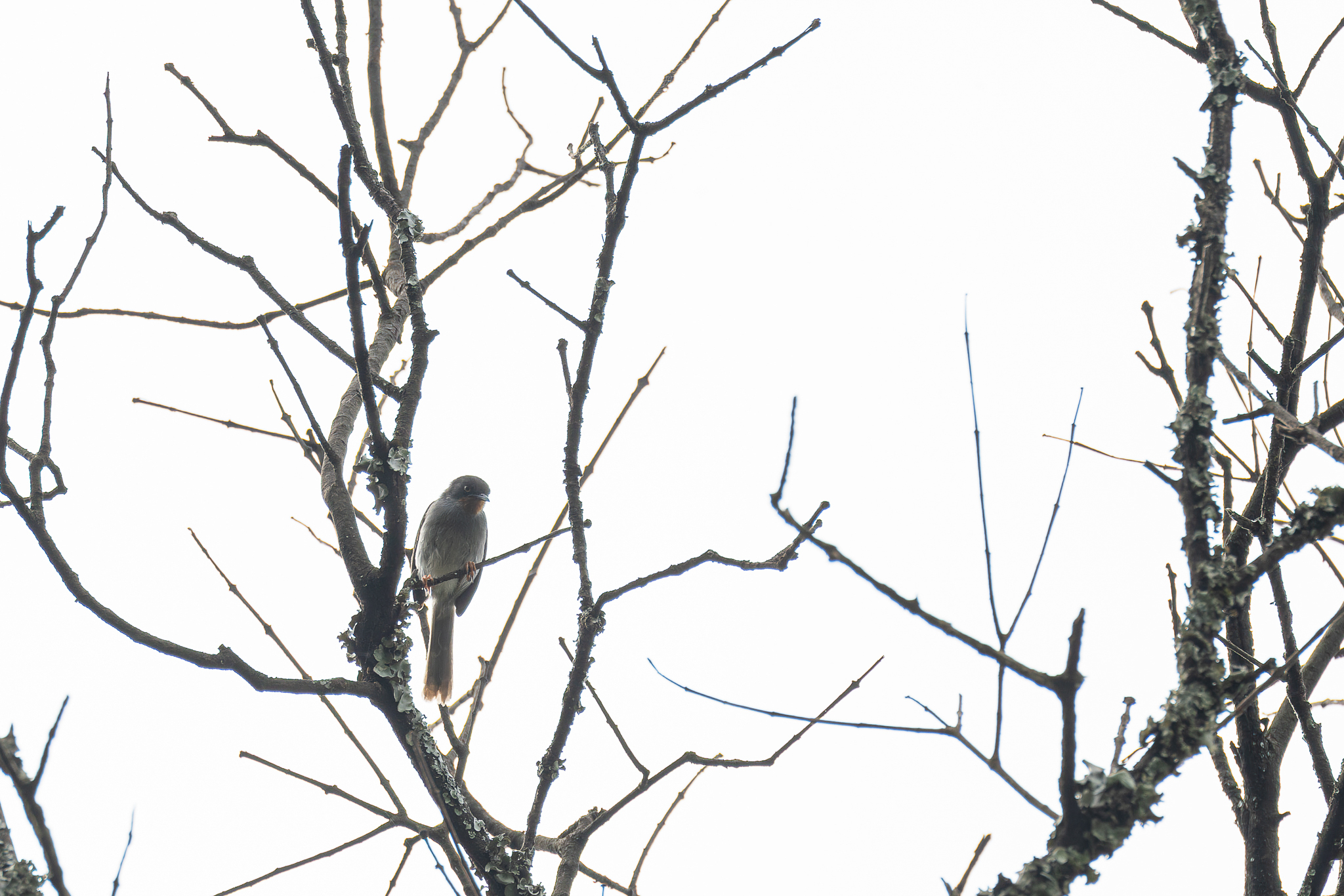 Chestnut-throated Apalis (Apalis porphyrolaema)