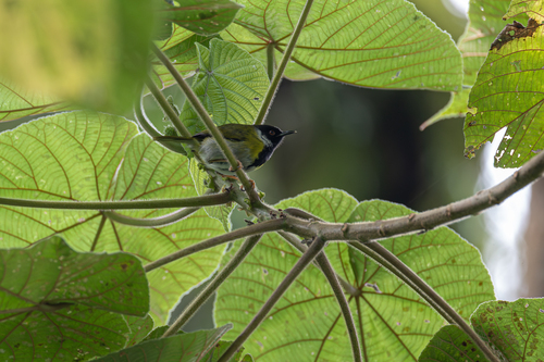 Mountain Masked Apalis (Apalis personata), photo 6