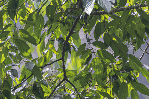 Grauer's Broadbill (Pseudocalyptomena graueri), photo 8