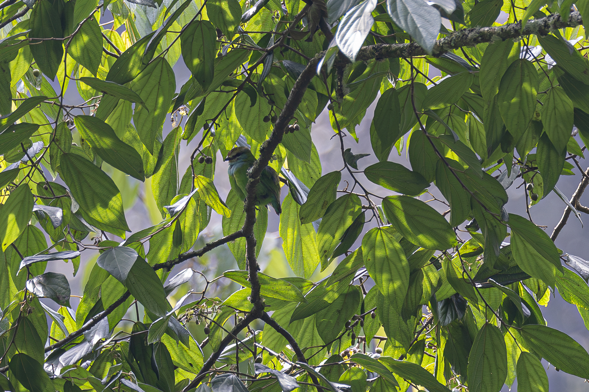Grauer's Broadbill (Pseudocalyptomena graueri), photo 3