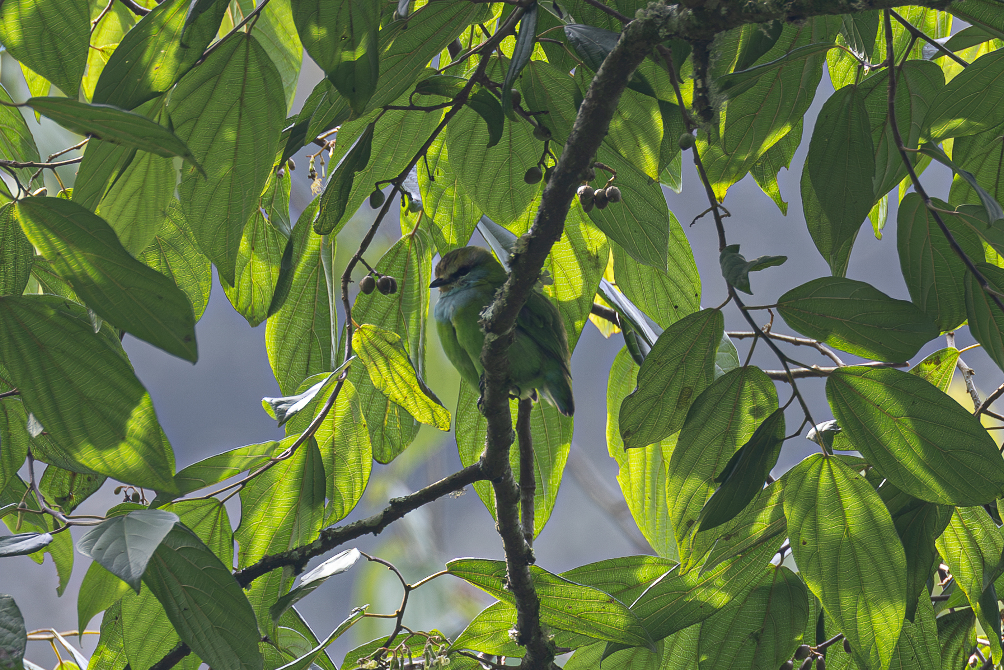 Grauer's Broadbill (Pseudocalyptomena graueri), photo 4