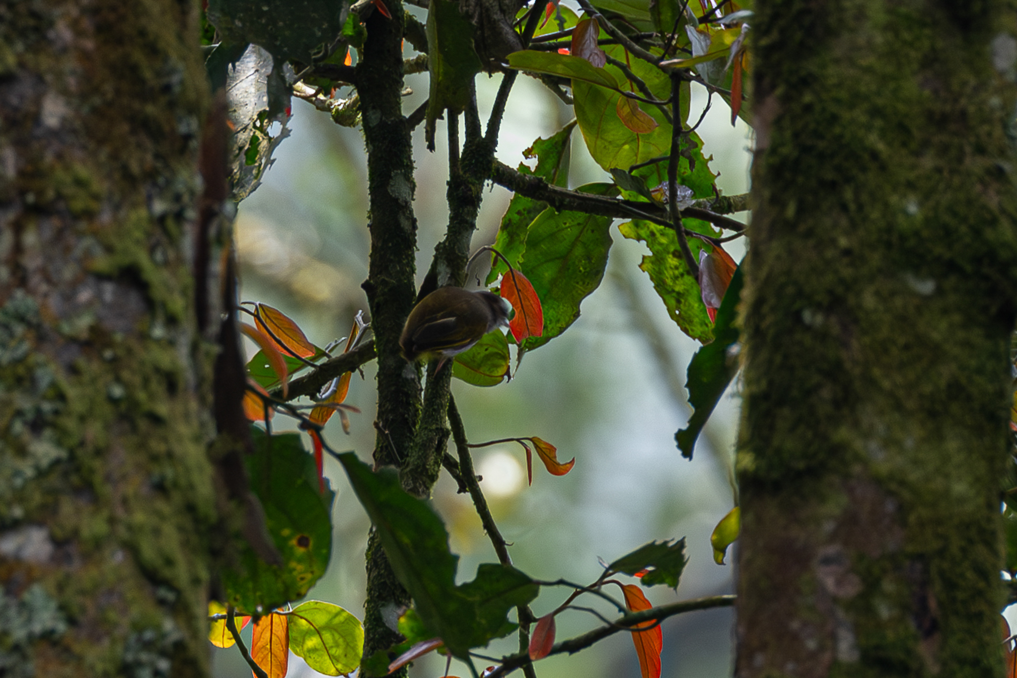 African Piculet illustration