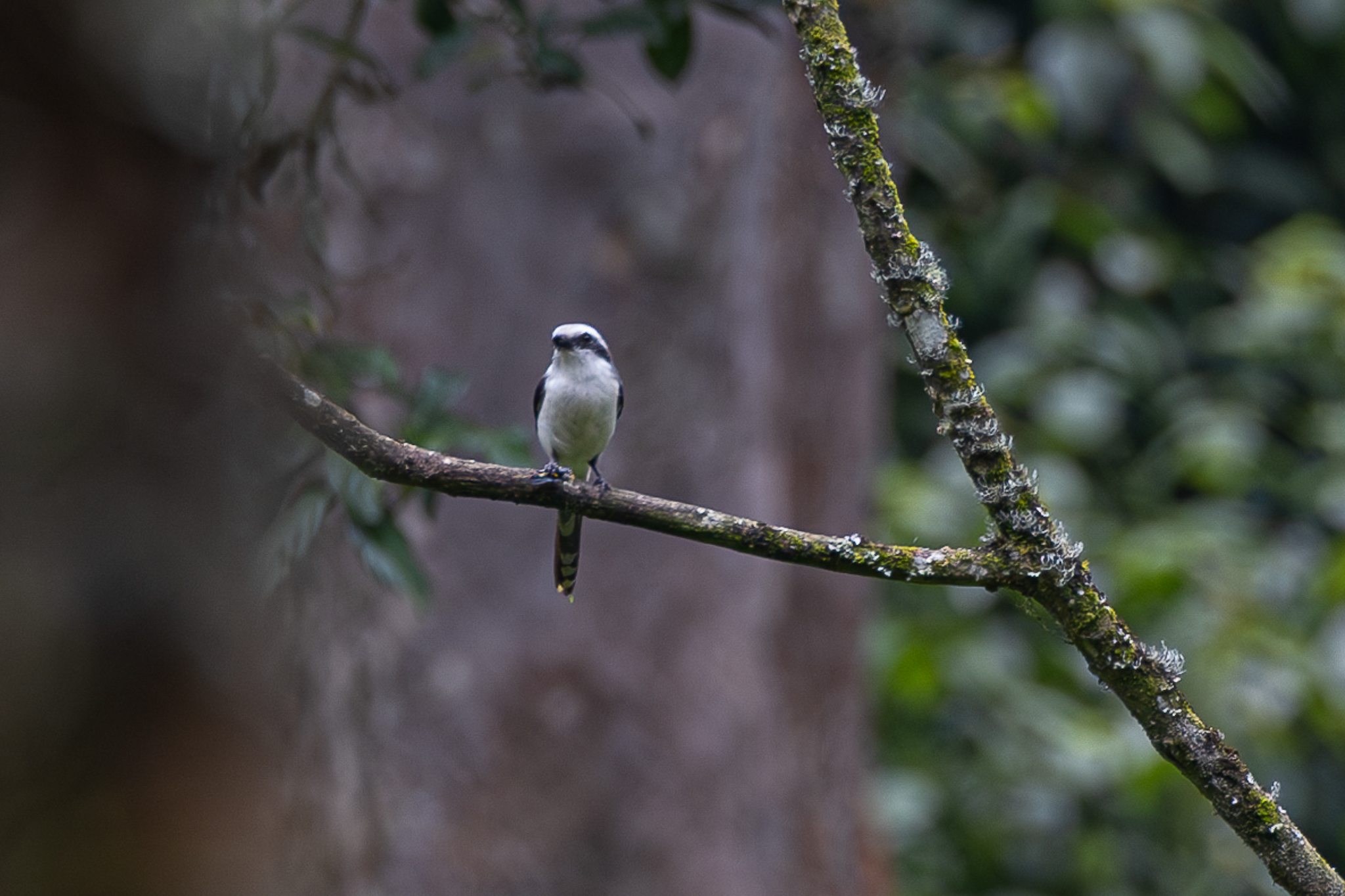 Mackinnon's Shrike (Lanius mackinnoni), photo 6