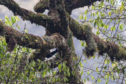 Black-billed Turaco (Tauraco schuettii), photo 4