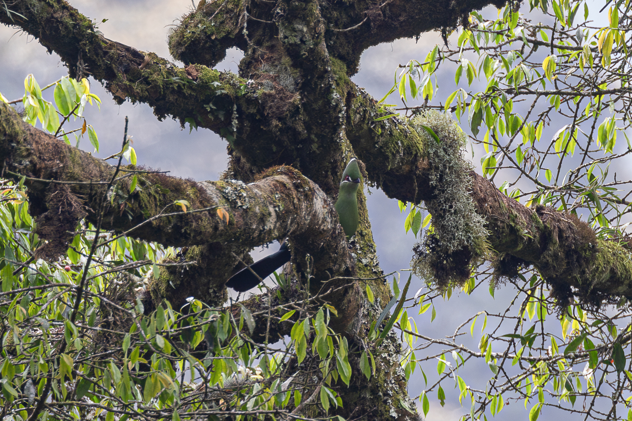 Black-billed Turaco (Tauraco schuettii), photo 4