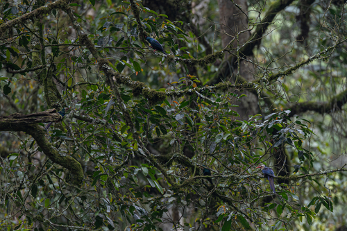 White-headed Wood Hoopoe (Phoeniculus bollei), photo 8