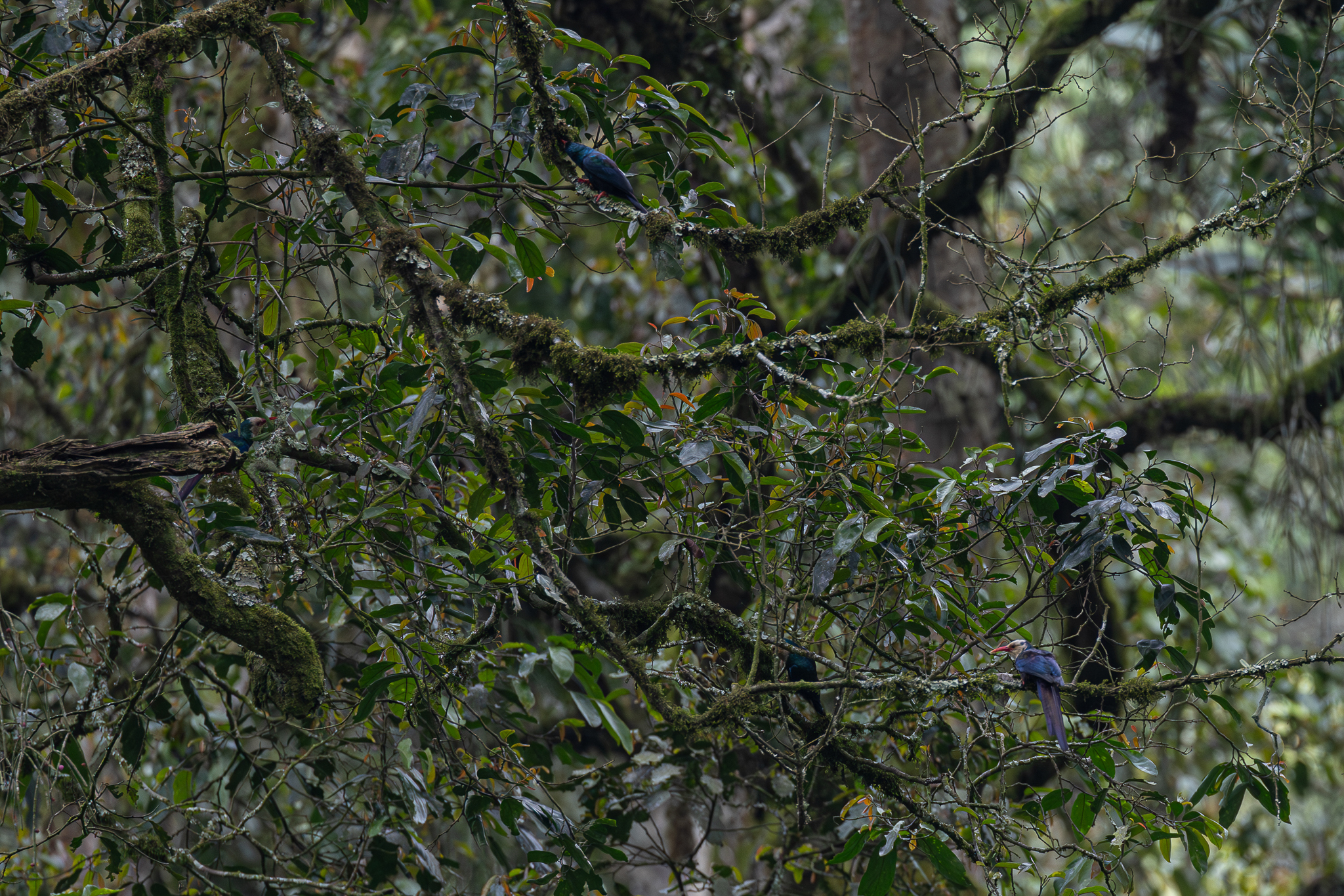White-headed Wood Hoopoe (Phoeniculus bollei), photo 2