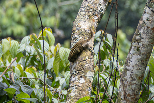 Boehm's Bush Squirrel
