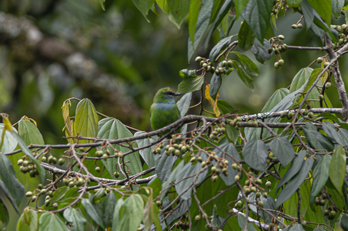 Grauer's Broadbill (Pseudocalyptomena graueri), photo 10