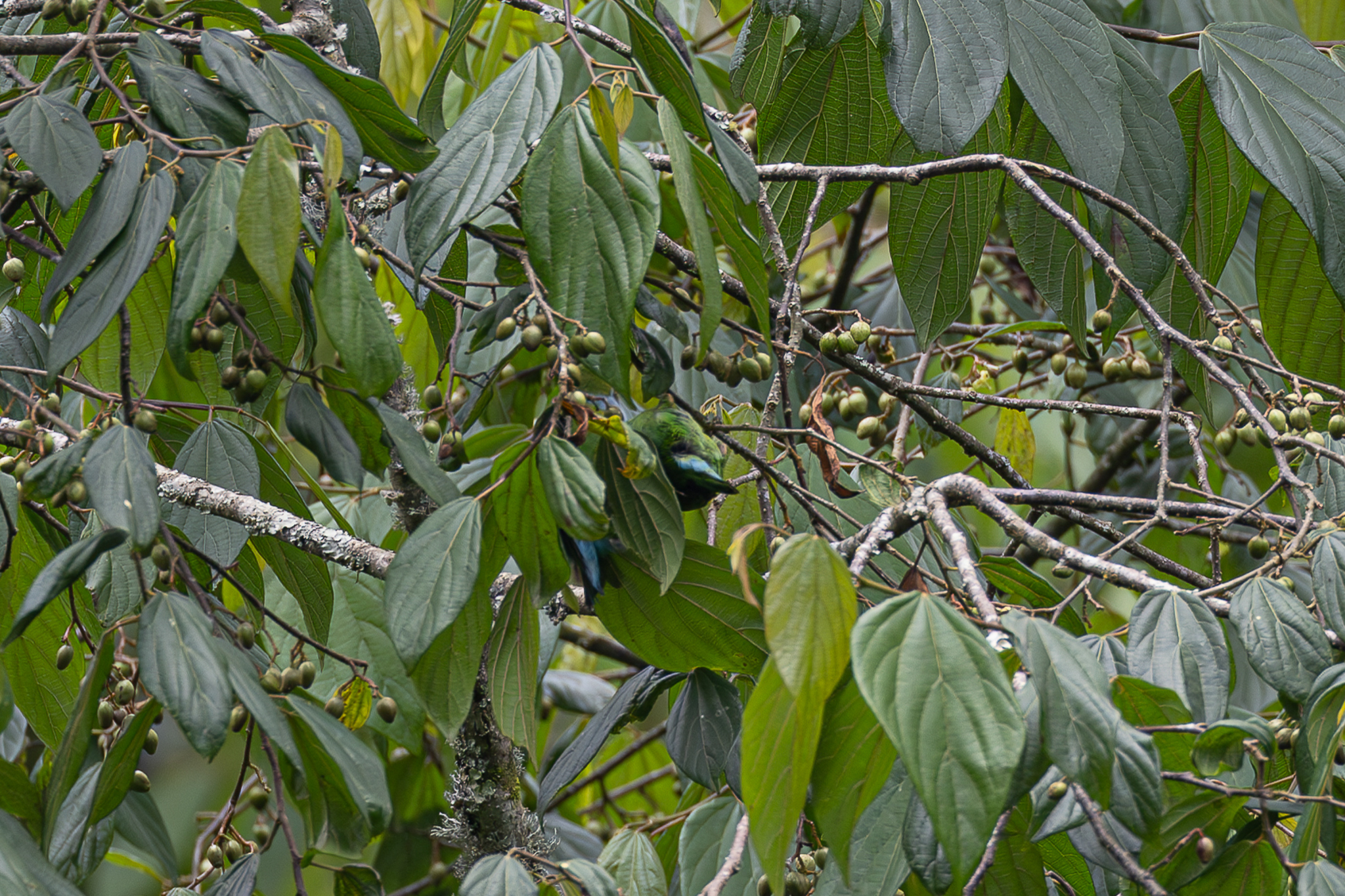 Grauer's Broadbill (Pseudocalyptomena graueri), photo 7
