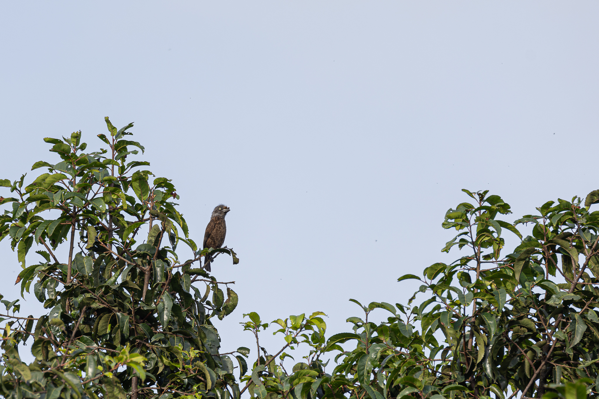 Grey-throated Barbet (Gymnobucco bonapartei), photo 8