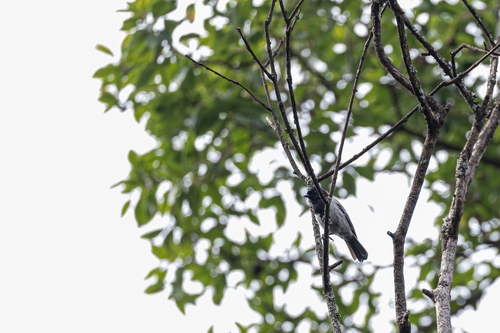 Stripe-breasted Tit (Melaniparus fasciiventer)