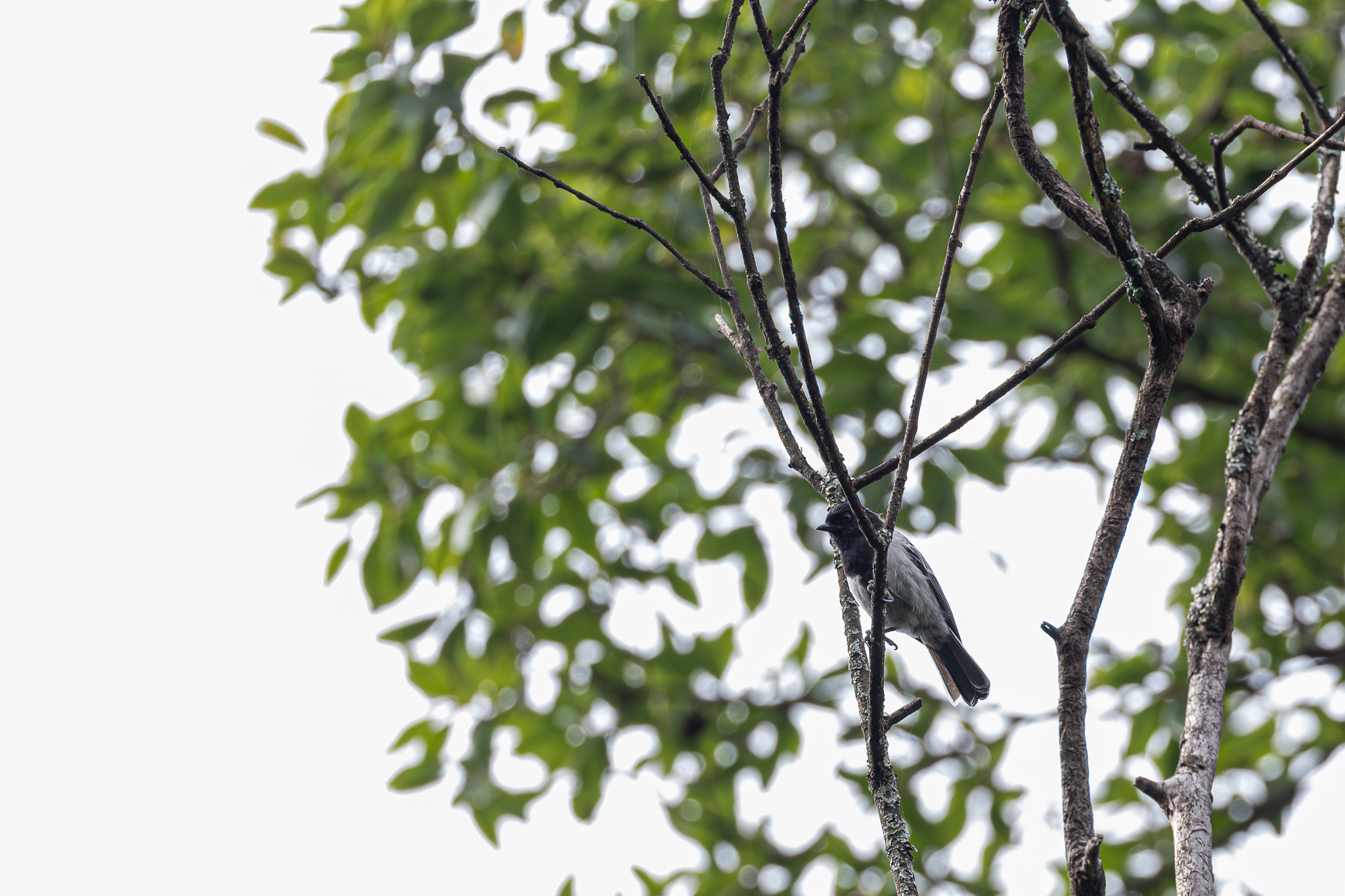 Stripe-breasted Tit (Melaniparus fasciiventer)