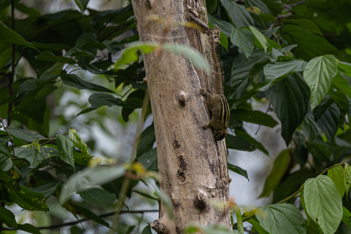 Boehm's Bush Squirrel