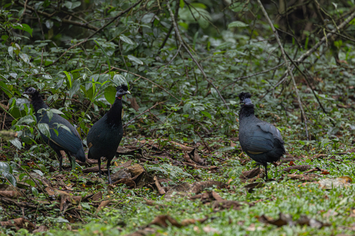Western Crested Guineafowl (Guttera verreauxi), photo 5