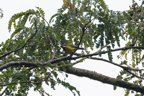 Black-throated Apalis (Apalis jacksoni), photo 7