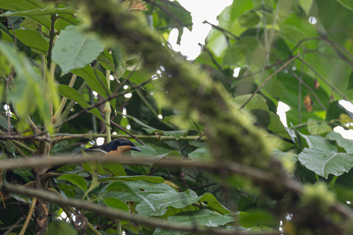 Lühder's Bushshrike (Laniarius luehderi)