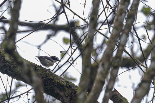 Bocage's Bushshrike (Chlorophoneus bocagei)