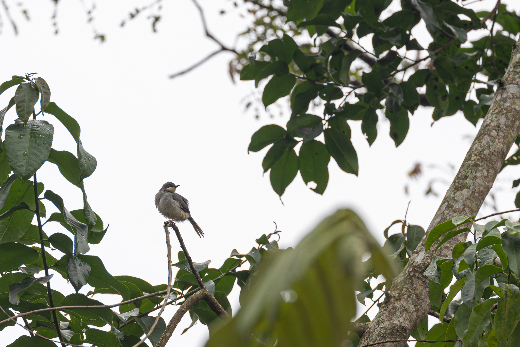 White-chinned Prinia (Schistolais leucopogon), photo 1