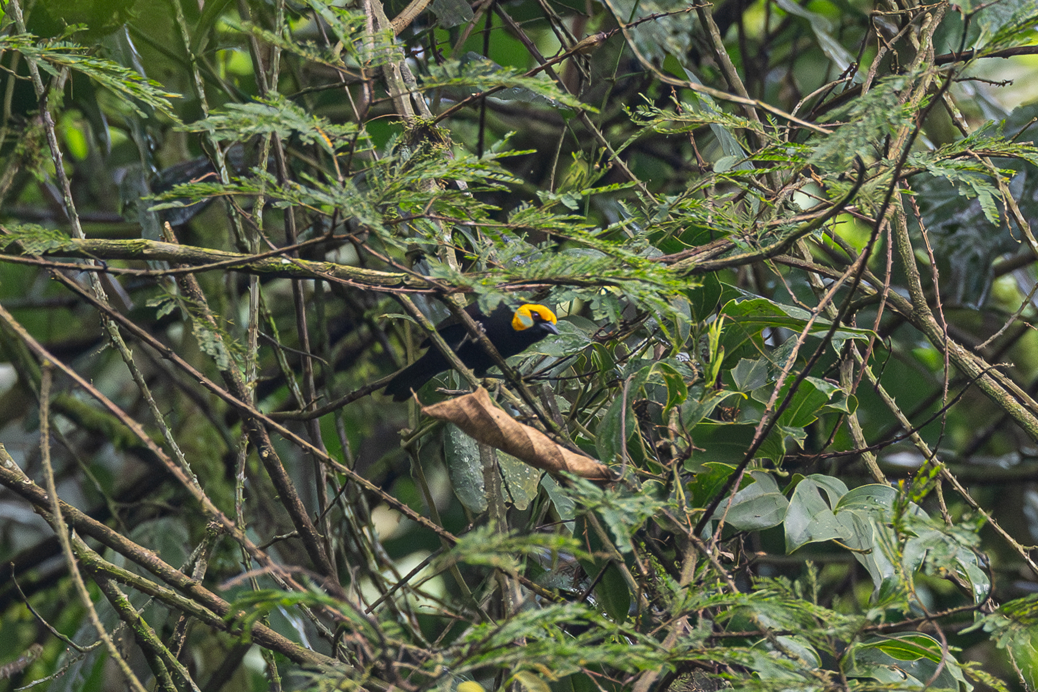 Black-billed Weaver illustration