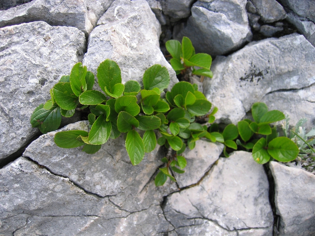 Dwarf Buckthorn