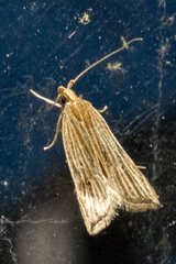 Helcystogramma hystricella