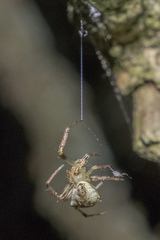 Araneus miniatus
