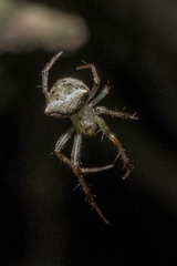 Araneus miniatus