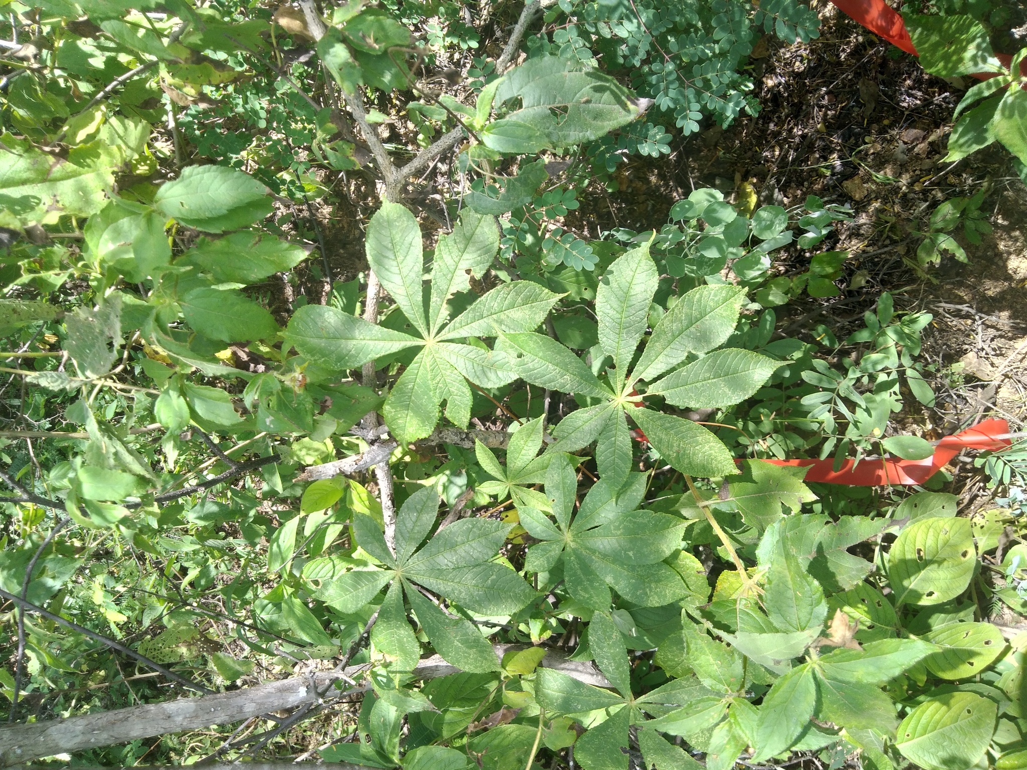 Eriotheca image