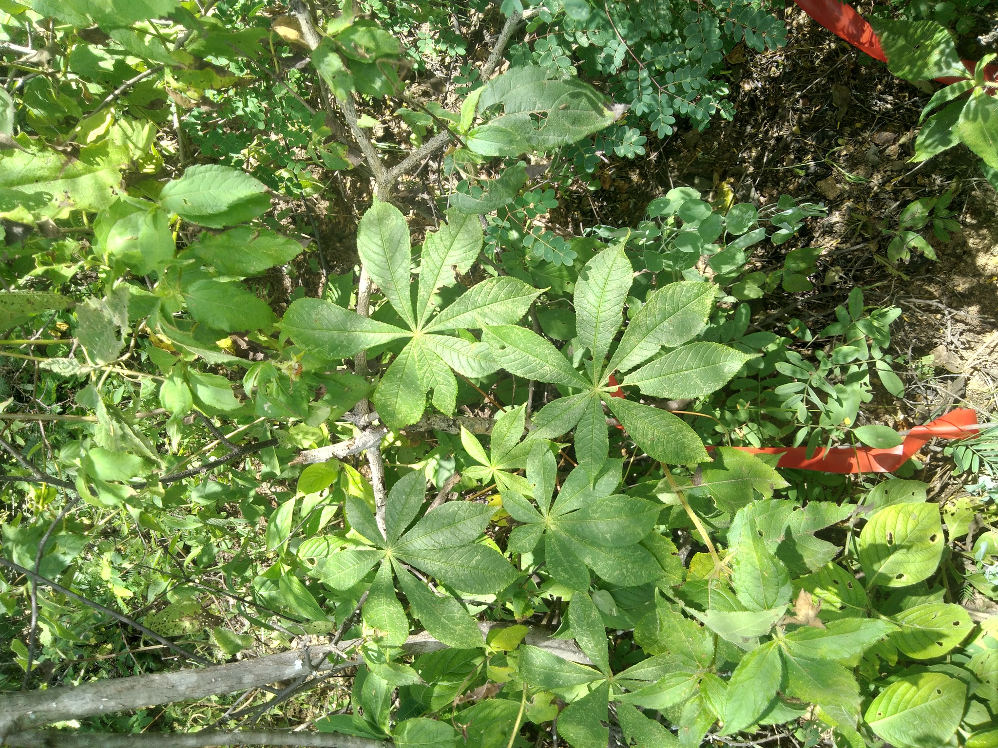 Eriotheca ruizii image