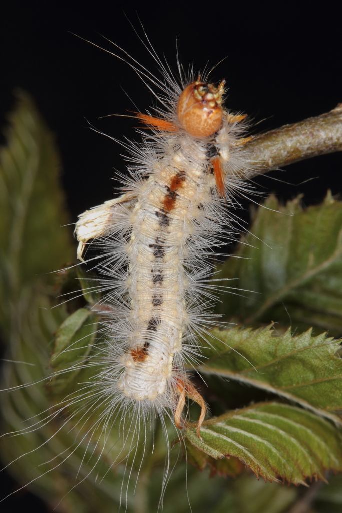 Yellowhorn Moths