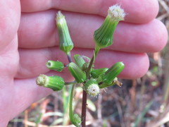 Erechtites hieraciifolius image