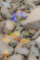 Delphinium nuttallii