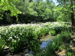 Hymenocallis coronaria