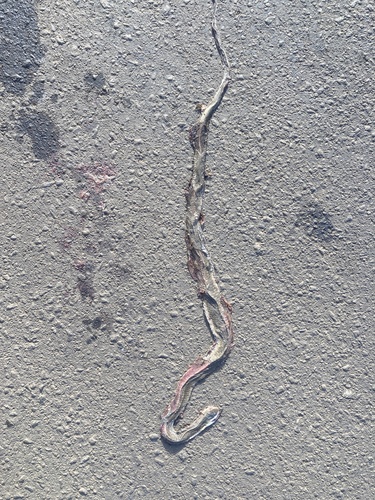 Boomslang