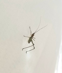 Scudderia