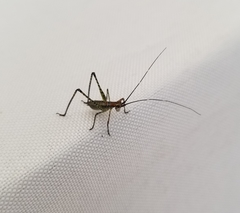 Scudderia