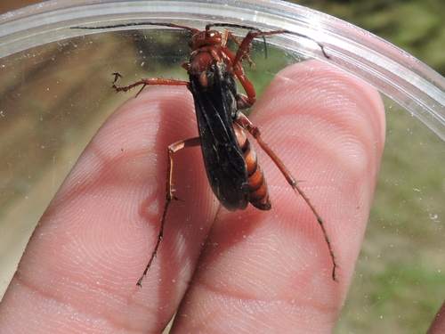 Rusty Spider Wasp photo 3