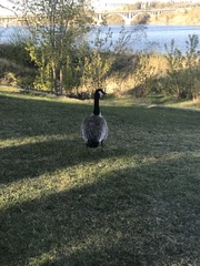 Branta canadensis