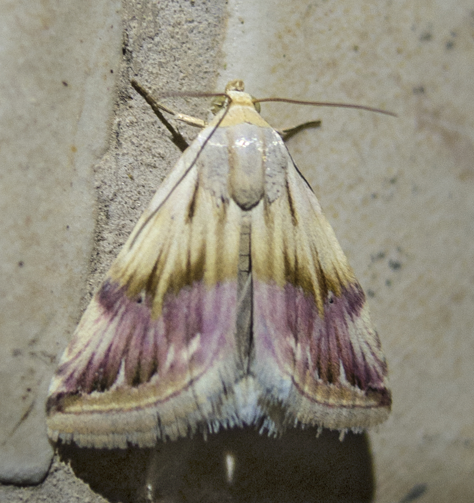 Purple Marbled